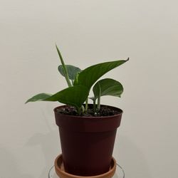 baby pothos plant