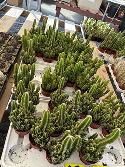 Spiral cactus $20 each