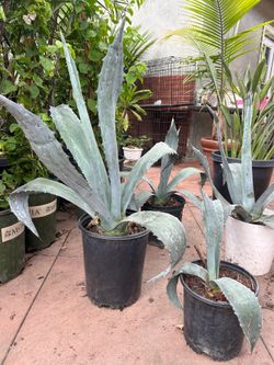 Agave Americana