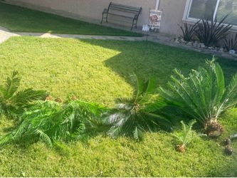 sago plants