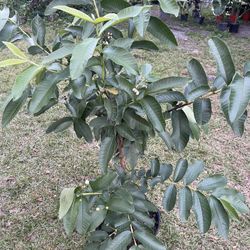 Grafted Guava