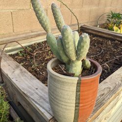 Pinecone Cactus Succulent w/ Ceramic Pot