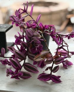 Tradescantia Zebrina Purple Live Plant