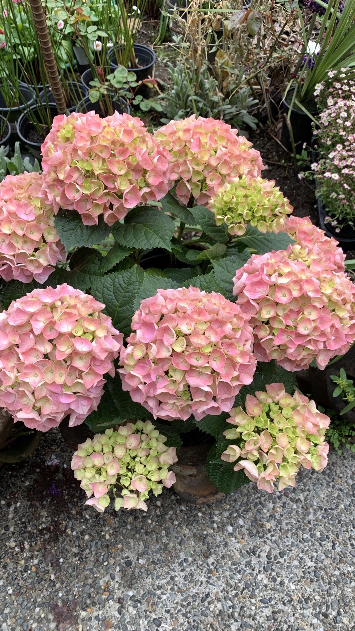Rare River Hydrangea – Full Blooms, Healthy 1.5 Gal 🌸