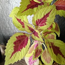 Coleus Plant
