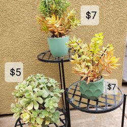 Succulent Arrangements 