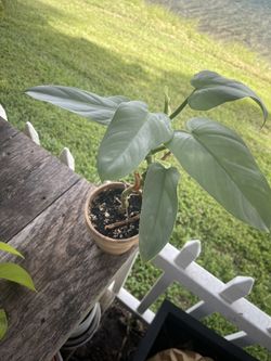 Philodendron Hastatum Silver Sword 