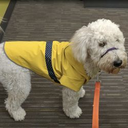 Dog Rain jacket