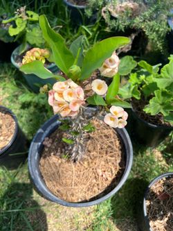 Plants de venta/Plants for sale