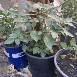 Manathakkali Live Plant Black Nightshade