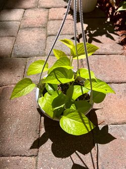 Neon Pothos Basket
