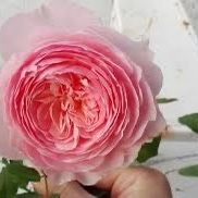 Rare European, Japan rose plants ,      Misaki 