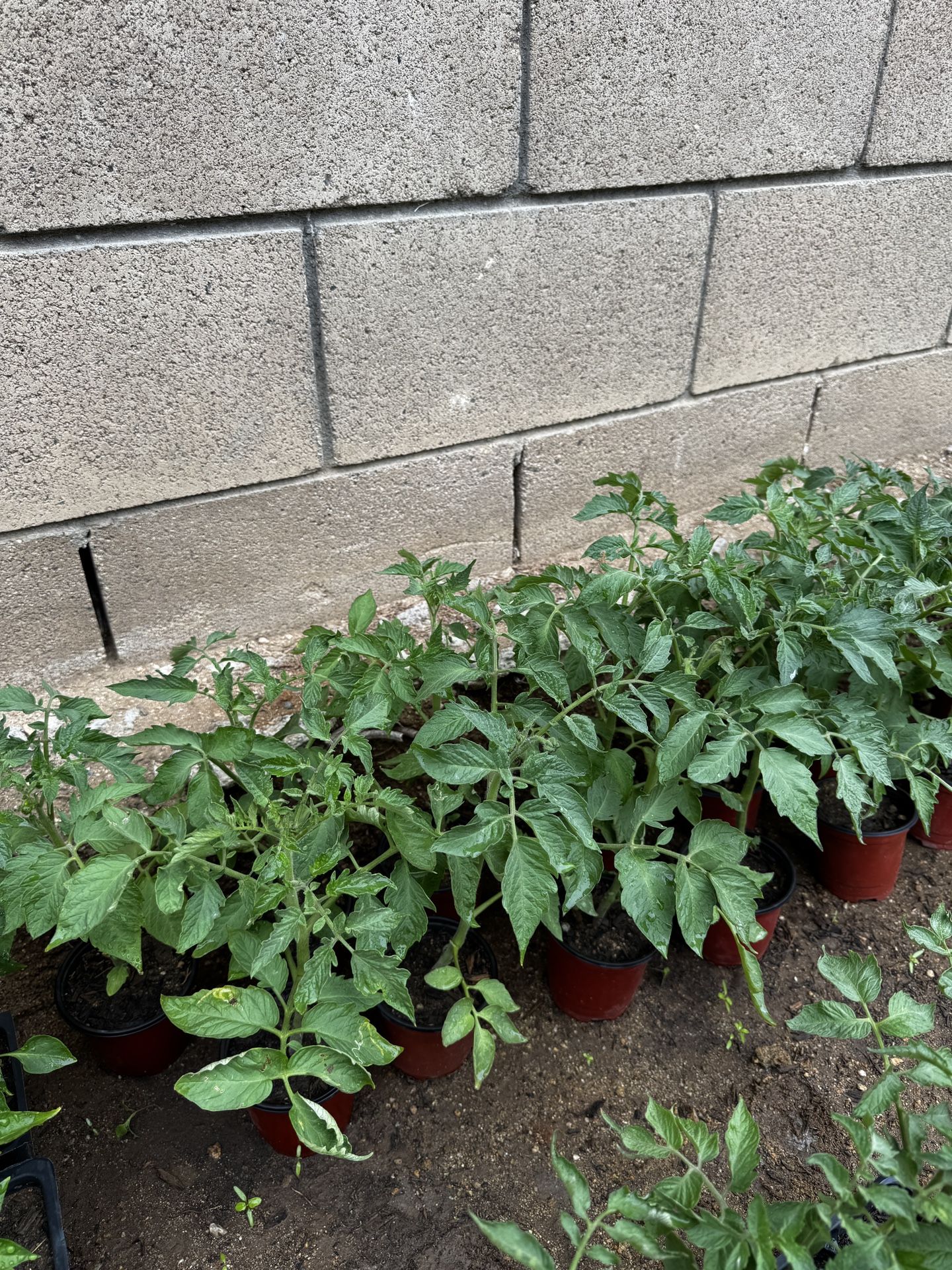 Tomatoes- San Marzano