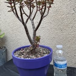 Jade Plant