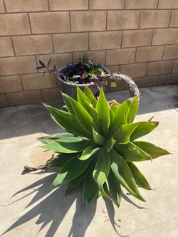 Big plant