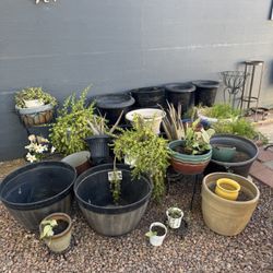 Plants 