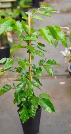 Wampee Fruit Seedlings