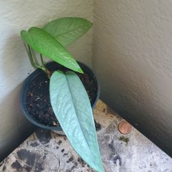 Cebu Blue Cuttings 