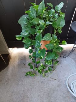 Pothos Plant