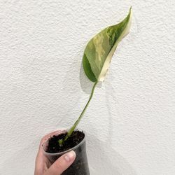 Monstera Aurea 