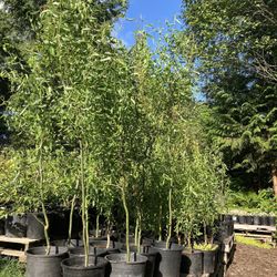 Corkscrew/Curly Willow Trees!