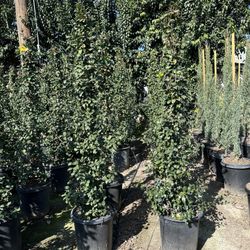 Star Jasmine Hedge