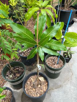 Cotton Candy Mango Tree Grafted