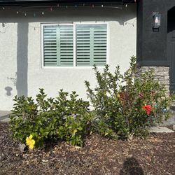 Free Hibiscus Plants  - You Dig Up! 