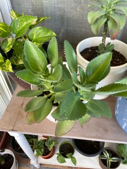 Plants