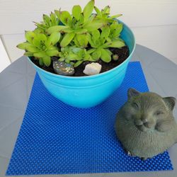Succulent in Blue Pot