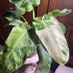 Jose Bueno Philodendron 