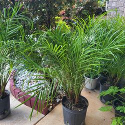 2gal Pgmy Palm Trees $10 Each