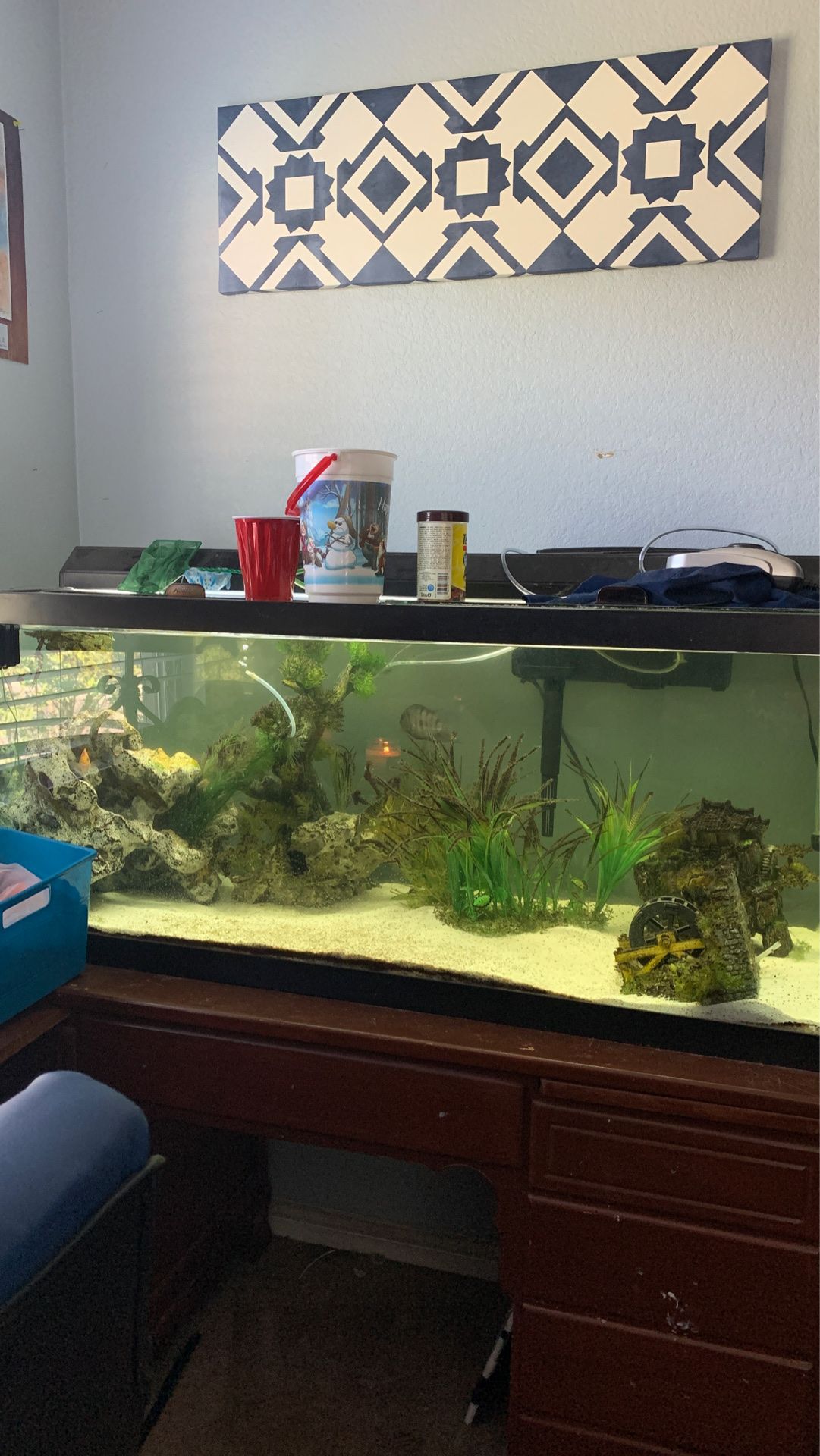 75 Gallon Fish Tank With Fish / Eel