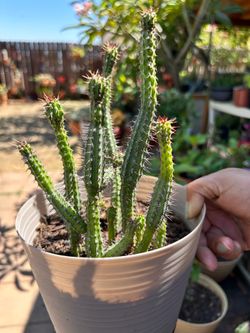 Small cactus plant