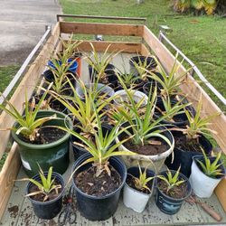 Various Pineapple Plants