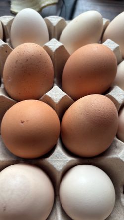 Free range eggs