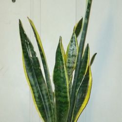 Sanseveria  Plant 