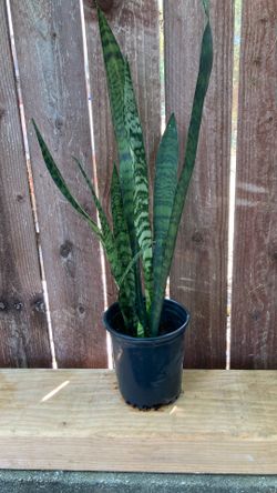 1-Gallon Snake Plant.