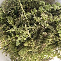 Holy Basil Seeds (Tulsi) Organic Seeds 