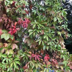 Virginia Creeper Perennial Climbing Vine , Leaves Become Beautiful In Autumn. (See all pics and description).