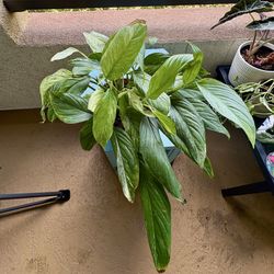 Peace Lilly / Laceleaf (Spathiphyllum Wallisii) - perfect for indoor / outdoor shaded potted plant