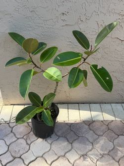 Ficus rubber tree