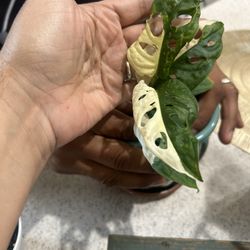 Plant Sale Still Going