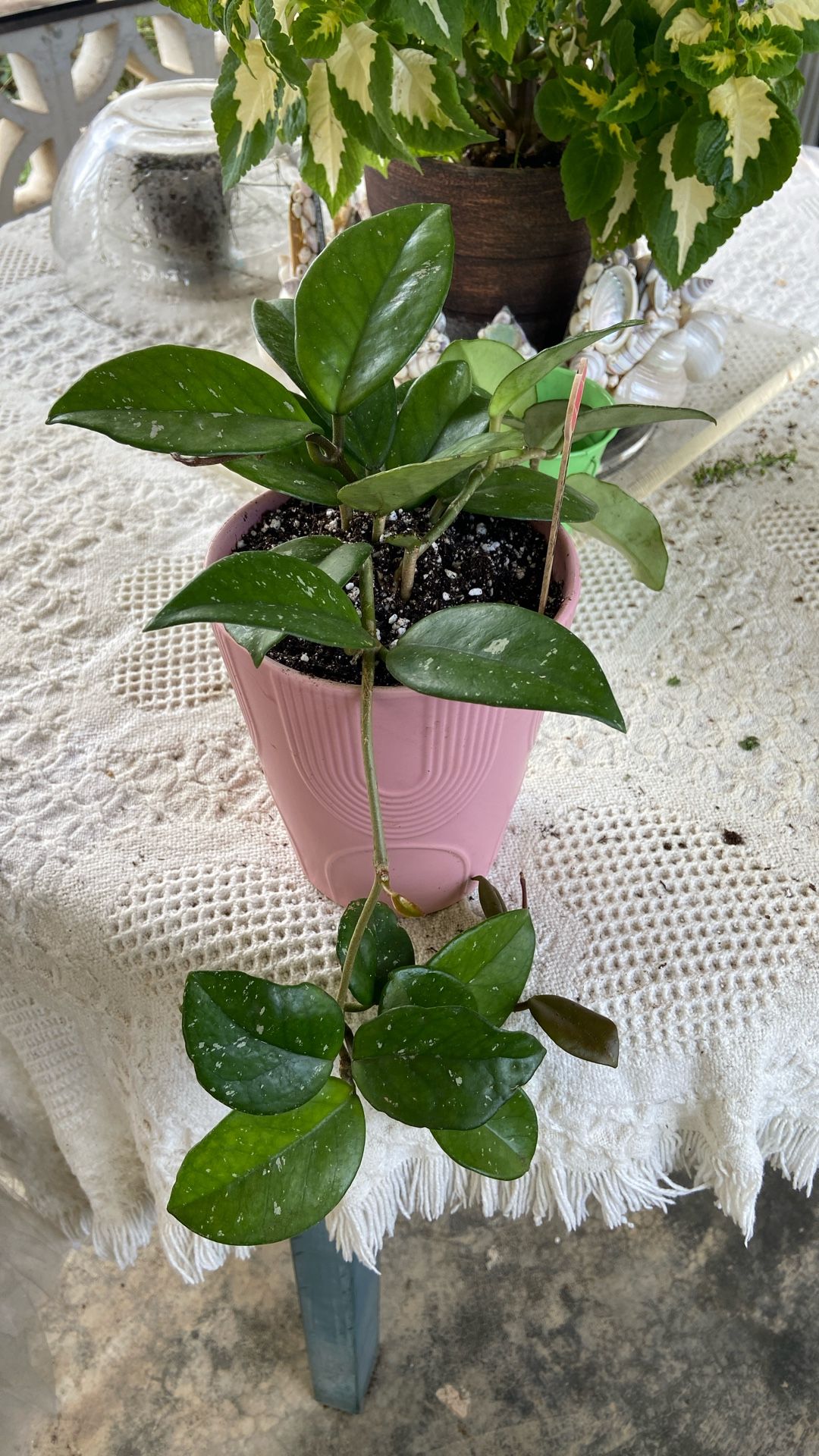 Hoya Freckles Splash