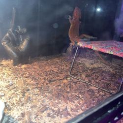 Bearded Dragon Setup 