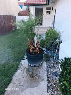 Potted Pygmy Date Palm Tree