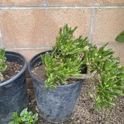Succulents