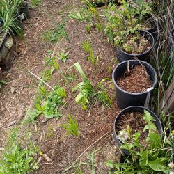 3.5 ft tall móck orange tree