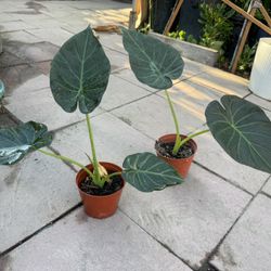 Elephant Ear