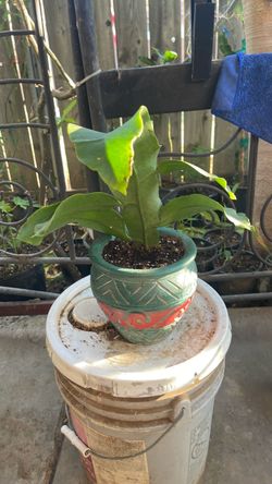 Dama de media noche lady of the night plant